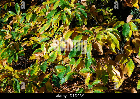 Castanea sativa Sweet Chestnut autunno autunno d'oro giallo colore colore di alberi decidui fogliame lascia leaf Foto Stock