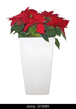 Stella di Natale fiore in un grande vaso bianco isolato su sfondo bianco Foto Stock
