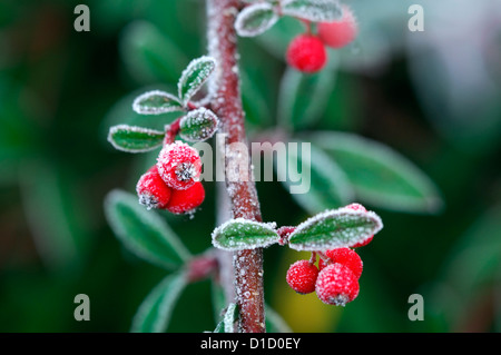 Cotoneaster salicifolius parkteppich smerigliati frosty wintery bianco invernale di ghiaccio di brina ghiacciata di rivestimento rivestito di bacche rosse bacche Foto Stock