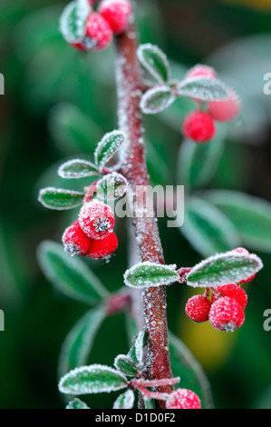 Cotoneaster salicifolius parkteppich smerigliati frosty wintery bianco invernale di ghiaccio di brina ghiacciata di rivestimento rivestito di bacche rosse bacche Foto Stock