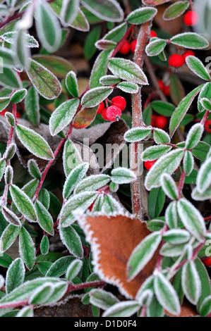 Cotoneaster salicifolius parkteppich smerigliati frosty wintery bianco invernale di ghiaccio di brina ghiacciata di rivestimento rivestito di bacche rosse bacche Foto Stock