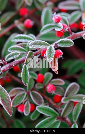 Cotoneaster salicifolius parkteppich smerigliati frosty wintery bianco invernale di ghiaccio di brina ghiacciata di rivestimento rivestito di bacche rosse bacche Foto Stock