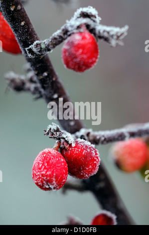 Cotoneaster simonsii smerigliati frosty wintery bianco invernale di ghiaccio di brina ghiacciata di rivestimento rivestito di bacche rosse bacche Foto Stock