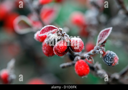 Cotoneaster simonsii smerigliati frosty wintery bianco invernale di ghiaccio di brina ghiacciata di rivestimento rivestito di bacche rosse bacche Foto Stock