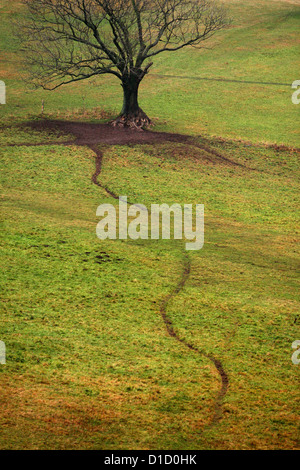 Lone Tree nel campo di erba Europa andscape di autunno Foto Stock