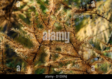 Larix kaempferi larice larice closeup messa a fuoco selettiva di alberi decidui fogliame lascia pianta ritratti autunno Giallo autunno Foto Stock