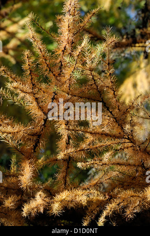 Larix kaempferi larice larice closeup messa a fuoco selettiva di alberi decidui fogliame lascia pianta ritratti autunno Giallo autunno Foto Stock