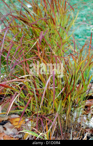 Panicum virgatum rotstrahlbusch Graminacee ornamentali fogliame erba foglie ritratti di piante perenni Inverno gelido satinato bianco Foto Stock