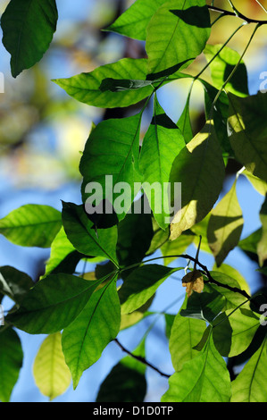 Ptelea trifoliata hop tree foglie profumate foglie degli alberi di profumi profumato profumo fragrante aromatico profumato Foto Stock