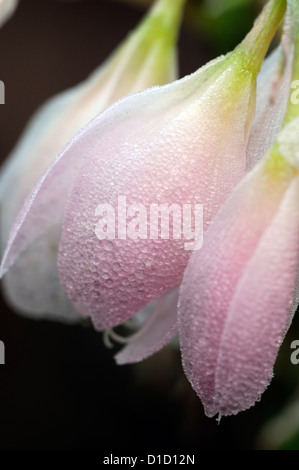 Schizostylis coccinea principessa rosa coperchio di rugiada coperto frost frosty autunno fioritura di fiore in fiore Foto Stock