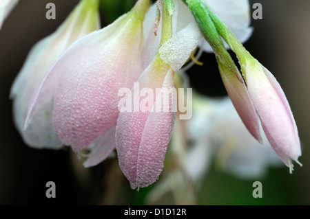 Schizostylis coccinea principessa rosa coperchio di rugiada coperto frost frosty autunno fioritura di fiore in fiore Foto Stock