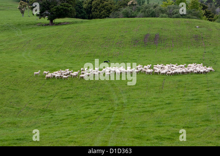 I cani della testata raccogliere Romney pecore nel gregge e portarli a casa. Masterton, Wairarapa regione, Isola del nord, Nuova Zelanda. Foto Stock