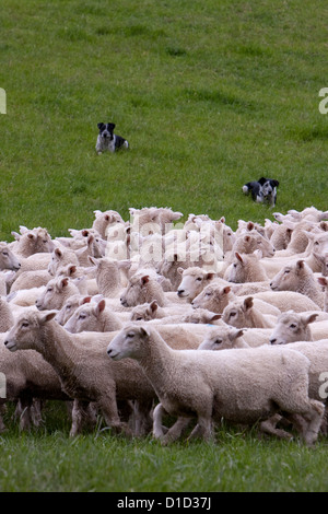 I cani della testata raccogliere Romney pecore nel gregge e portarli a casa. Masterton, Wairarapa regione, Isola del nord, Nuova Zelanda. Foto Stock