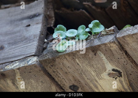 Un Hebeliada Princes Isola, Istanbul, Turchia Foto Stock