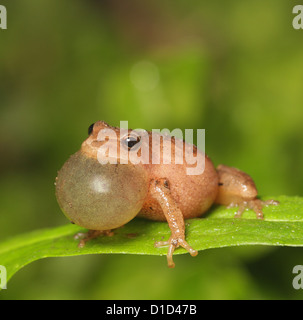 La molla peeper, Pseudacris senape, fa capolino. Foto Stock