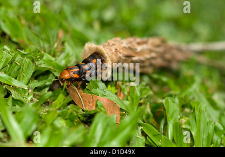 Caso moth caterpillar - Metura elongatus / Oiketicus elongatus ( Saunders' caso moth) proveniente dalla Sua borsa fatta di bastoni Foto Stock