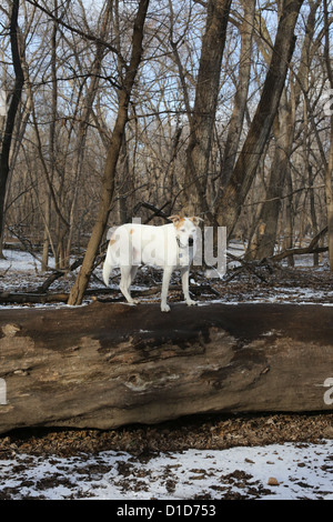 Un cane in piedi su un albero caduto in un dog park a Minneapolis. Foto Stock