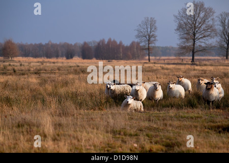 Allevamento di ovini sulla savana in Dwingelderveld Foto Stock