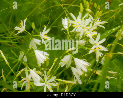 Anthericum liliago Foto Stock