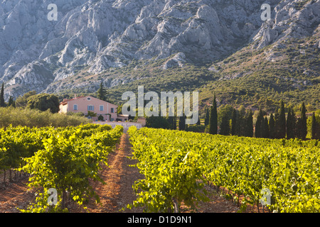 Un vigneto di seguito Montagne Sainte Victoire Foto Stock