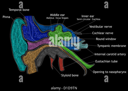Orecchio umano struttura Foto Stock