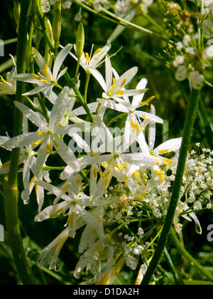 Anthericum liliago Foto Stock