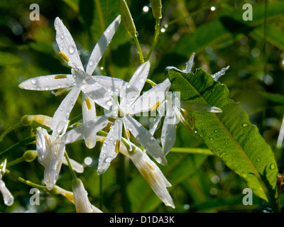 Anthericum liliago Foto Stock