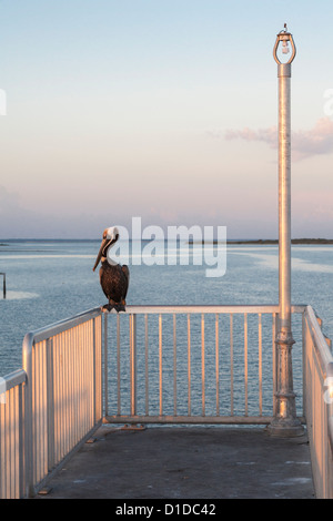 Brown Pelican arroccato su acciaio inossidabile ringhiera della pesca del molo sul Golfo del Messico in Cedar Key, Florida Foto Stock