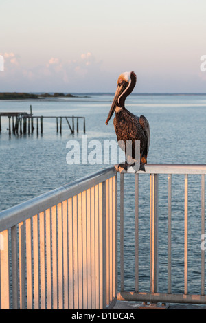 Brown Pelican arroccato su acciaio inossidabile ringhiera della pesca del molo sul Golfo del Messico in Cedar Key, Florida Foto Stock