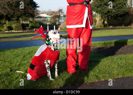 Dalamation cani nella festa di Natale di santa suit costumi in Southport, Merseyside Regno Unito domenica 16 dicembre, 2012. Guide in costume e partecipanti, xmas, vacanze, rosso, celebrazione, inverno, dicembre, cappello, allegro, decorazione, buon Natale e felice la gente stagionalmente vestiti da Babbo Natale, in Ospizio Queenscourt Christmas Santa Fun Run per la carità. Foto Stock