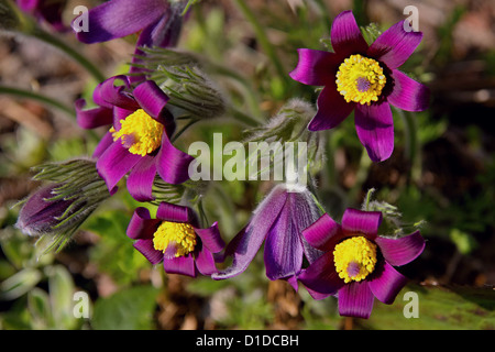 Pulsatilla fiori in primavera Foto Stock