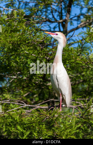 Airone guardabuoi (Bubulcus ibis) arroccato nella struttura ad albero a sant'Agostino Alligator Farm Zoological Park, St. Augustine, Florida Foto Stock