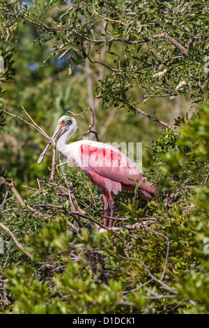 Roseate Spatola (Platalea ajaja) arroccato nella struttura ad albero a sant'Agostino Alligator Farm Zoological Park di St. Augustine, Florida Foto Stock