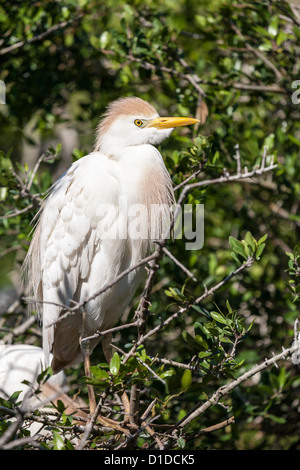 Airone guardabuoi (Bubulcus ibis) Nel piumaggio arroccato nella struttura ad albero a sant'Agostino Alligator Farm Zoological Park, St. Augustine, Florida Foto Stock