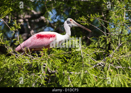 Roseate Spatola (Platalea ajaja) arroccato nella struttura ad albero a sant'Agostino Alligator Farm Zoological Park di St. Augustine, Florida Foto Stock