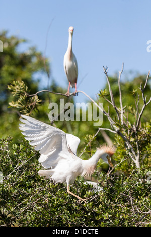 Airone guardabuoi (Bubulcus ibis) Nel piumaggio arroccato nella struttura ad albero a sant'Agostino Alligator Farm Zoological Park, St. Augustine, Florida Foto Stock