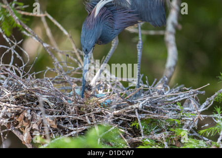 Airone tricolore (Egretta tricolore) tendente a hatchling sant'Agostino Alligator Farm Zoological Park, St. Augustine, Florida Foto Stock