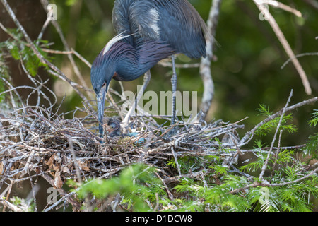 Airone tricolore (Egretta tricolore) tendente a hatchling sant'Agostino Alligator Farm Zoological Park, St. Augustine, Florida Foto Stock