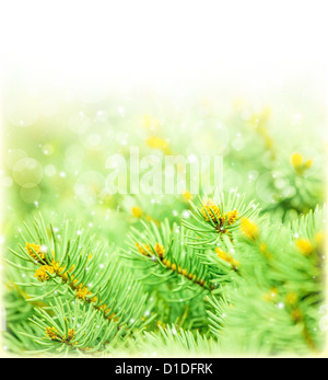 Immagine del verde confine di abete rosso, abete fresco ramo isolato su sfondo bianco, copia spazio, vacanze di Natale Cartoline di auguri Foto Stock