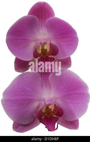 Moth Orchid nome latino 'Phalaenopsis' Lilla Orchidee Foto Stock