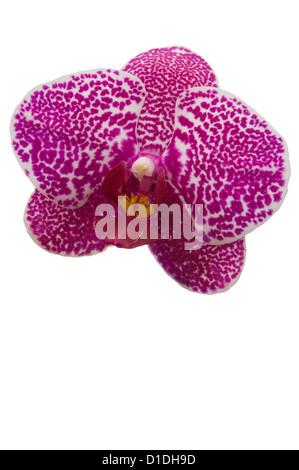 Moth Orchid nome latino 'Phalaenopsis' Phal Lilla Orchidee Foto Stock