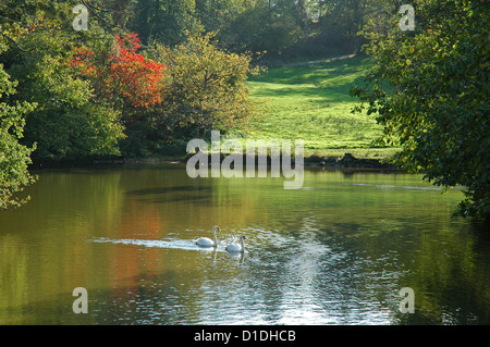 Pair of swans Cygnus olor on the Chateau moat, Mortemart. Foto Stock
