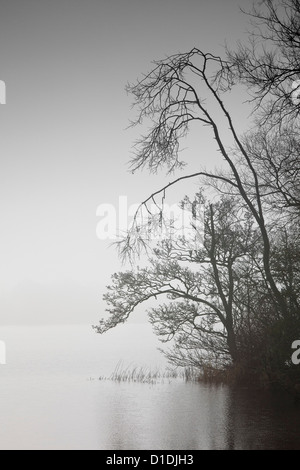 Lough Owel, Co. Westmeath nella nebbia Foto Stock