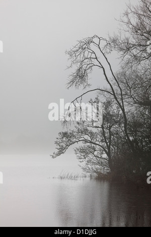 Lough Owel, Co. Westmeath nella nebbia Foto Stock