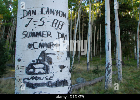 Graffiti incisi in Aspen tronco di albero in Northern Arizona. Foto Stock