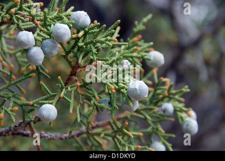 Frutti di bosco su un albero di ginepro nel Parco Nazionale di Canyonlands, Utah. Foto Stock