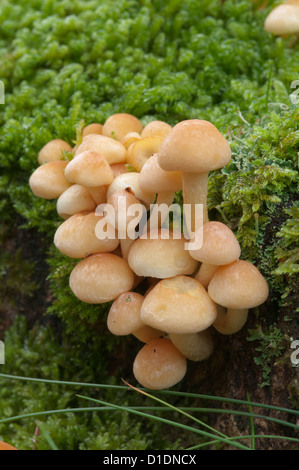 Ciuffo di zolfo (Hypholoma fasciculare) sul marciume ceppo di albero. Ottobre. West Sussex, Regno Unito. Foto Stock