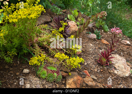 Sedum Angelina fioritura , Sempervivum Cancro e sfolgorante star in un rocaille Foto Stock