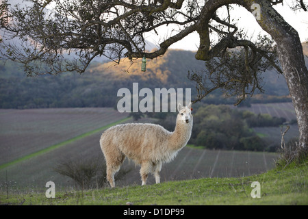 Alpaca ritagliare le erbacce tra le linee delle uve in vigna Matetic, Valle di Casablanca nr. Santiago del Cile, Sud America Foto Stock