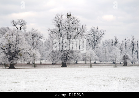 Burghley House park alberi coperti di trasformata per forte gradiente frost. Foto Stock